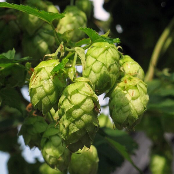 Hops (Humulus lupulus) organic seeds