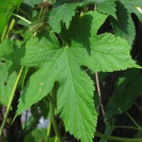 Hops (Humulus lupulus) organic seeds