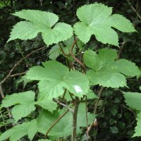 Hops (Humulus lupulus) organic seeds