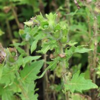 Black Henbane (Hyoscyamus niger) organic seeds