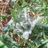 Black Henbane (Hyoscyamus niger) organic seeds