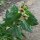 Black Henbane (Hyoscyamus niger) organic seeds
