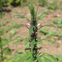 Siberian Motherwort / Marihuanilla (Leonurus sibiricus)...