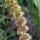 Siberian Motherwort / Marihuanilla (Leonurus sibiricus) organic seeds