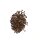 Siberian Motherwort / Marihuanilla (Leonurus sibiricus) organic seeds