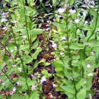 Indian tobacco (Lobelia inflata) organic seeds