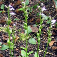 Indian tobacco (Lobelia inflata) organic seeds