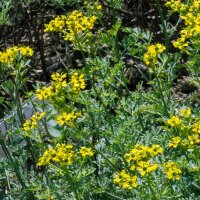 Common rue (Ruta graveolens) organic seeds