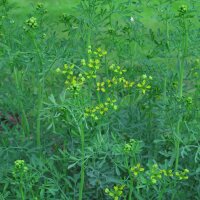 Common rue (Ruta graveolens) organic seeds