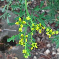 Common rue (Ruta graveolens) organic seeds