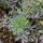 Common rue (Ruta graveolens) organic seeds