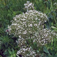 Valerian (Valeriana officinalis) organic seeds