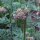 Valerian (Valeriana officinalis) organic
