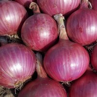 Red Onion Red Baron (Allium cepa) organic