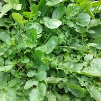 Land Cress (Barbarea verna) organic seeds