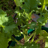 Cime di Rapa / broccoli rabe (Brassica rapa sylvestris) organic seeds