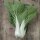 Bok Choy / Pak Choi Tai Sai (Brassica rapa subsp. chinensis) organic seeds