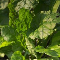 Perpetual Spinach / Erbette (Beta vulgaris ssp.vulgaris)...