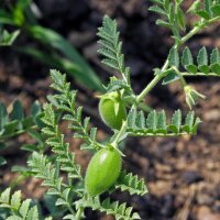 Chickpea (Cicer arietinum) organic seeds