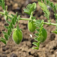 Chickpea (Cicer arietinum) organic seeds