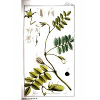 Chickpea (Cicer arietinum) organic seeds