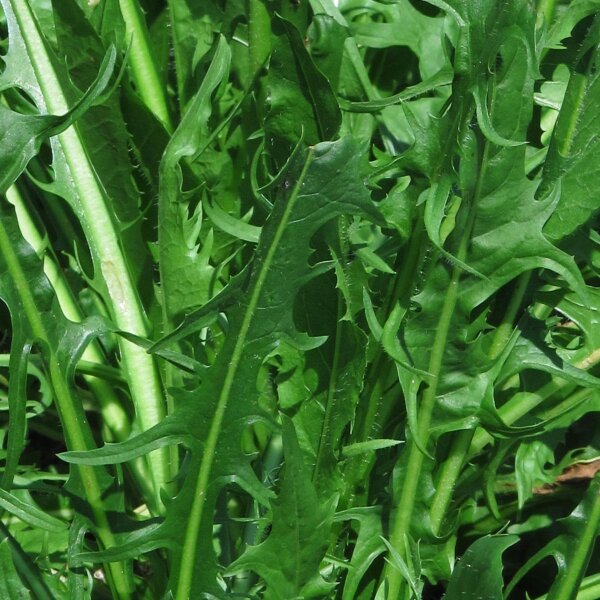 Puntarelle / Cicoria di catalogna Catalogna foglie frastagliate (Cichorium intybus var. foliosum) organic seeds