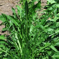 Puntarelle / Cicoria di catalogna Catalogna foglie frastagliate (Cichorium endivia) organic seeds