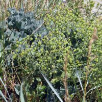 Sea Kale (Crambe maritima) organic seeds