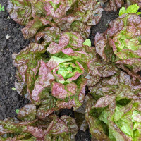 Lettuce Meraviglia delle quattro stagioni (Lactuca...