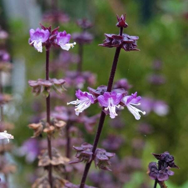 Thai basil (Ocimum basilicum) organic seeds