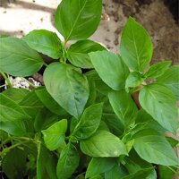 Thai basil (Ocimum basilicum) organic