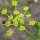 Parsnip Tender and True (Pastinaca sativa) organic seeds