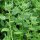 New Zealand Spinach / Botany Bay Spinach (Tetragonia tetragonioides) organic seeds