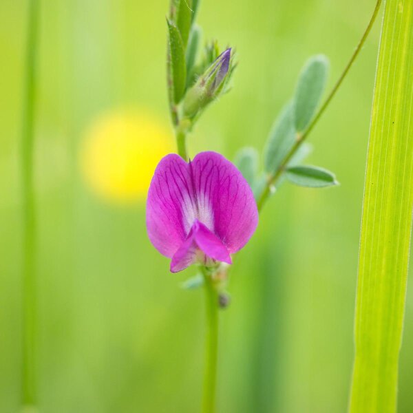 Common Vetch (Vicia sativa) organic seeds