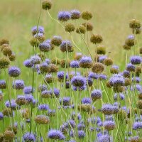 Sheeps-Bit (Jasione Montana) seeds