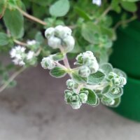 Syrian Oregano Zatar (Origanum syriacum) organic seeds