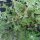 Syrian Oregano Zatar (Origanum syriacum) organic seeds