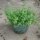 Syrian Oregano Zatar (Origanum syriacum) organic seeds