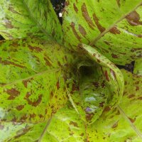 Romaine Lettuce Forellenschluss (Lactuca sativa) organic...