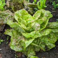 Romaine Lettuce Forellenschluss (Lactuca sativa) organic...