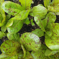 Romaine Lettuce Forellenschluss (Lactuca sativa) organic seeds