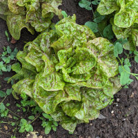 Romaine Lettuce Forellenschluss (Lactuca sativa) organic seeds