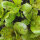 Romaine Lettuce Forellenschluss (Lactuca sativa) organic seeds