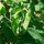 Pea Kelvedon Wonder (Pisum sativum) organic seeds