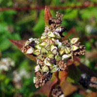 Common Buckwheat (Fagopyrum esculentum) organic seeds