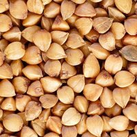 Common Buckwheat (Fagopyrum esculentum) organic seeds