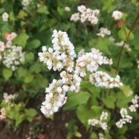 Common Buckwheat (Fagopyrum esculentum) organic