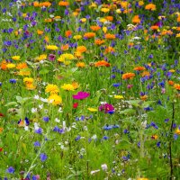 Wildflower Mixture (10g suitable for approx. 5m² area) organic