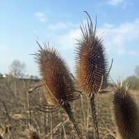 Wildflower Mixture (10g suitable for approx. 5m² area) organic