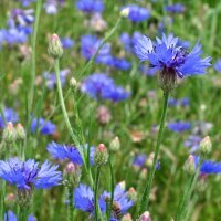 Wildflower Mixture (10g suitable for approx. 5m² area) organic